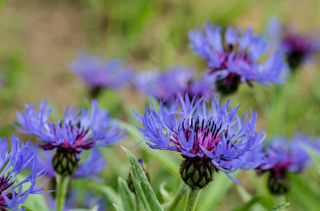 Centaurea Montana Perennial Cornflower Bishops Bees