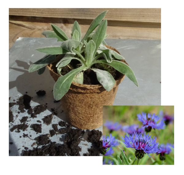 Centaurea Montana Perennial Cornflower Bishops Bees