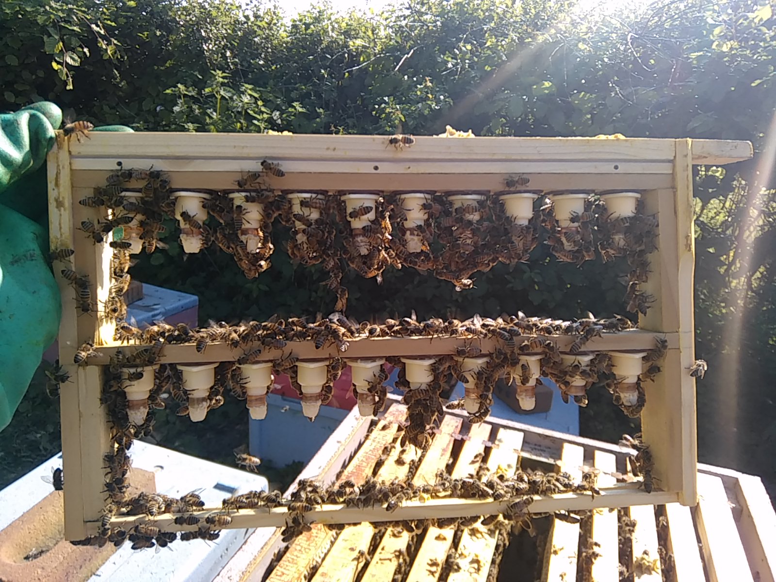 Queen Rearing Course Bees