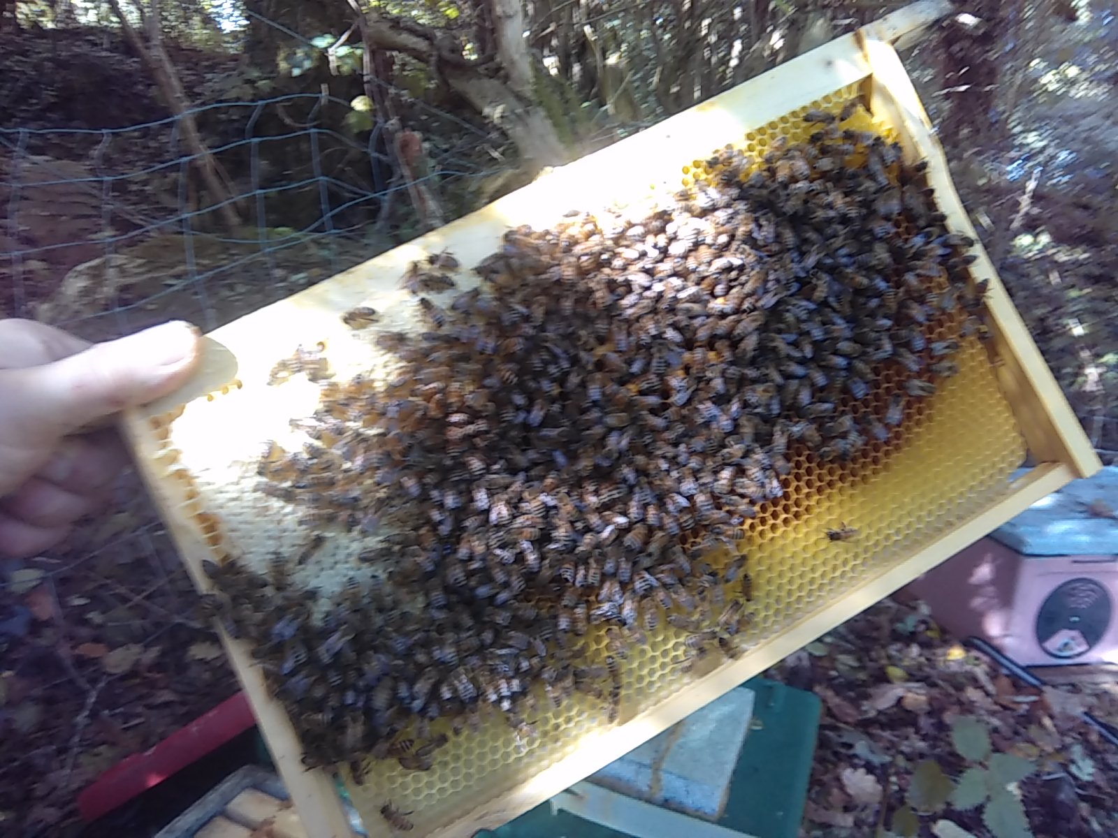 A frame of honeybees