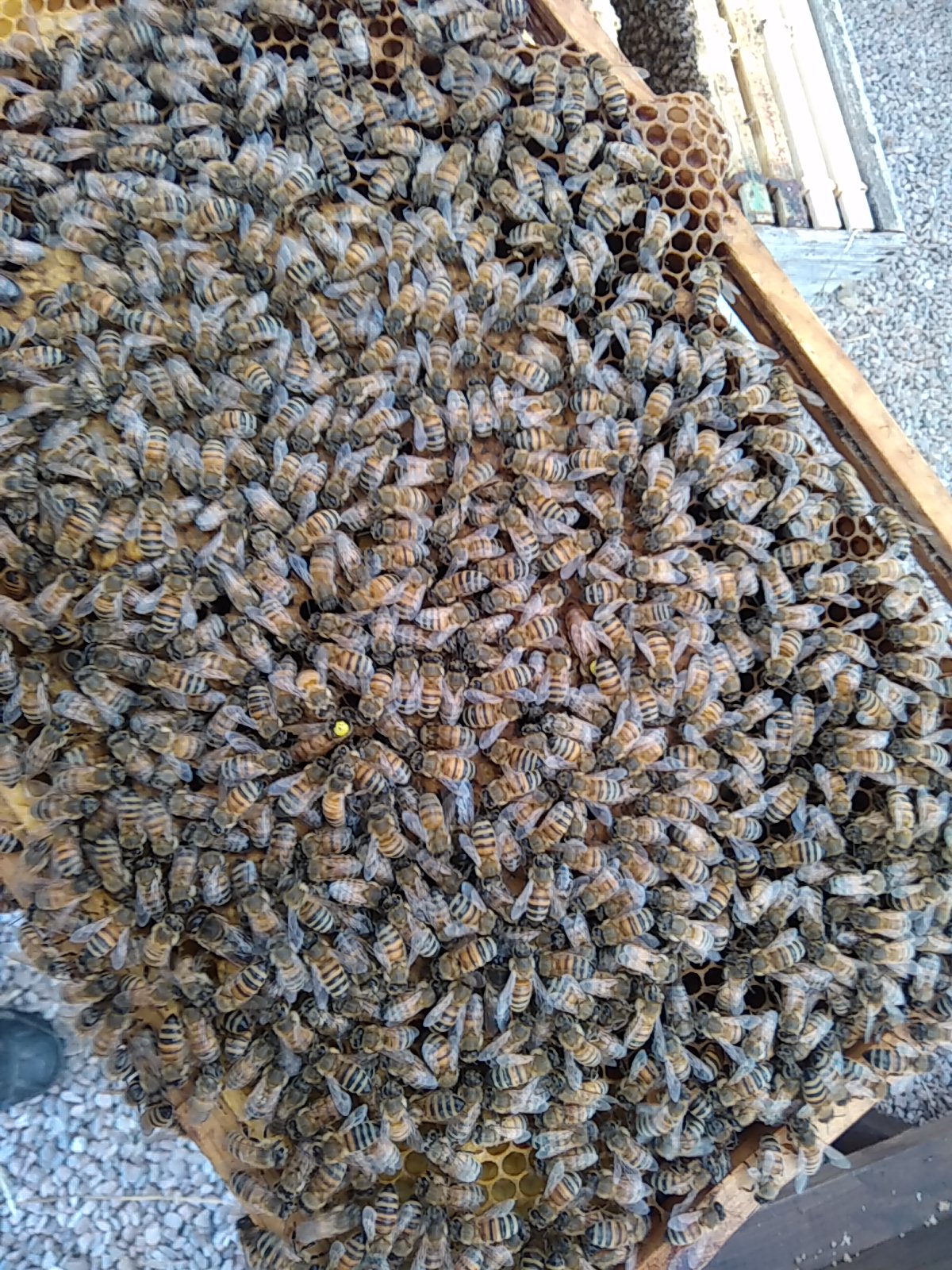 Frame of Bees from Open Mated queen