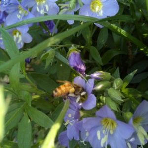 Bishops Bees Plant Nursery