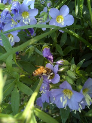 Bishops Bees Plant Nursery