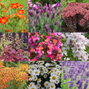 Bee/Pollinator/Wildlife Friendly Perennial Flower Collection (C3)