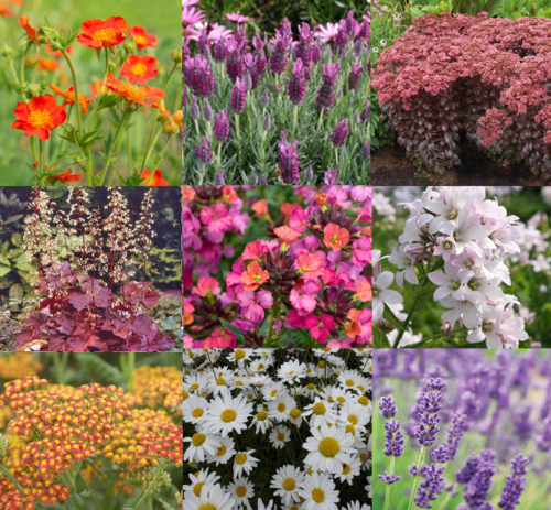 Bee/Pollinator/Wildlife Friendly Perennial Flower Collection (C3)