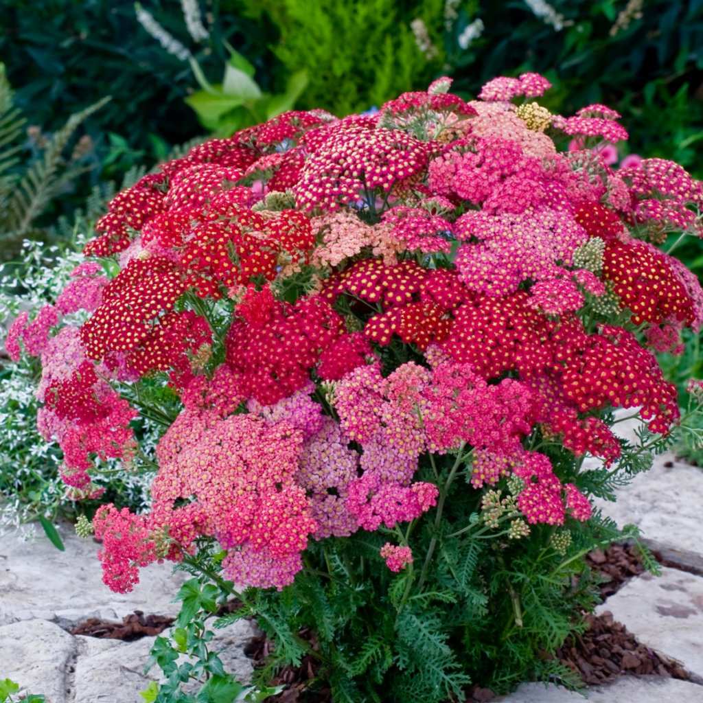 Achillea Summer Pastels - Bishops Bees