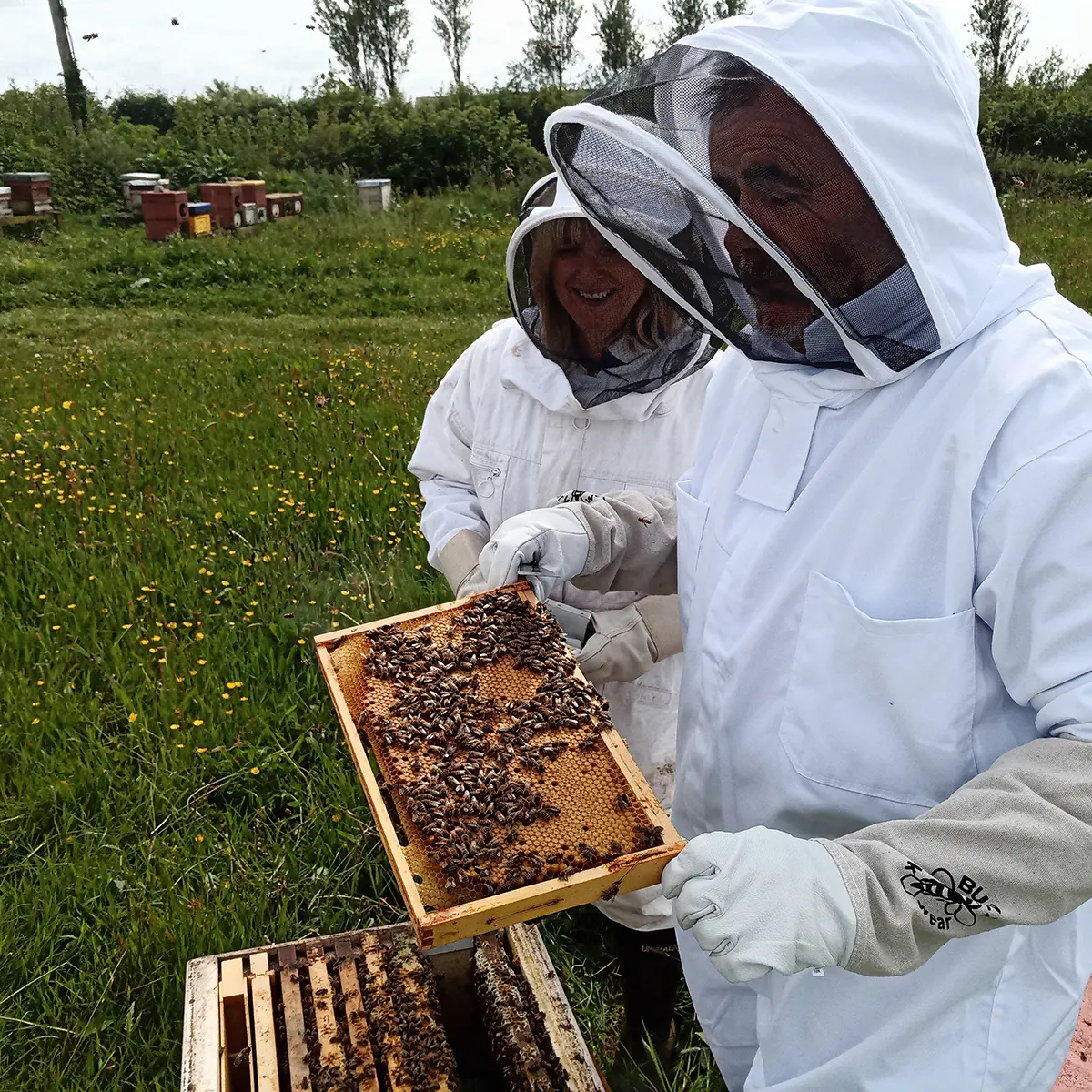 Beekeeping Experience