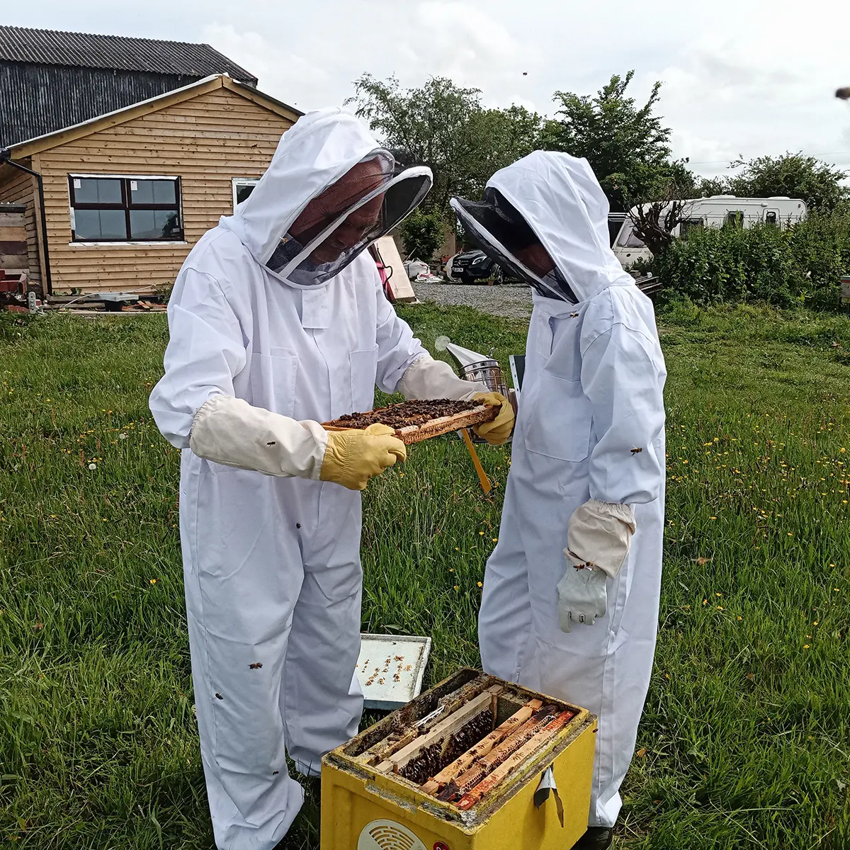Beekeeping Experience - Image 2