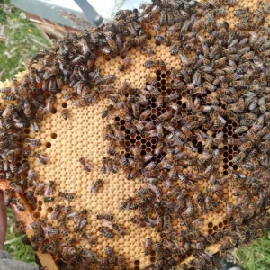 Overwintered BS National Nucleus Colony