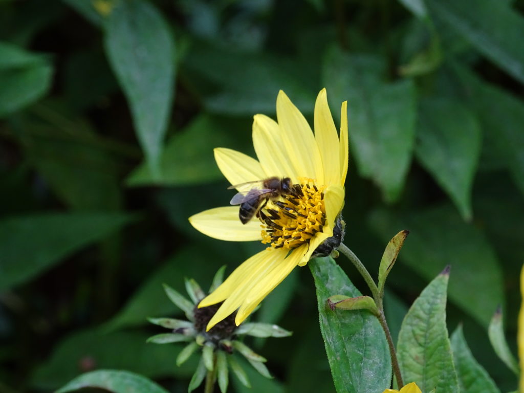 Honeybee Foraging on Cone Flower