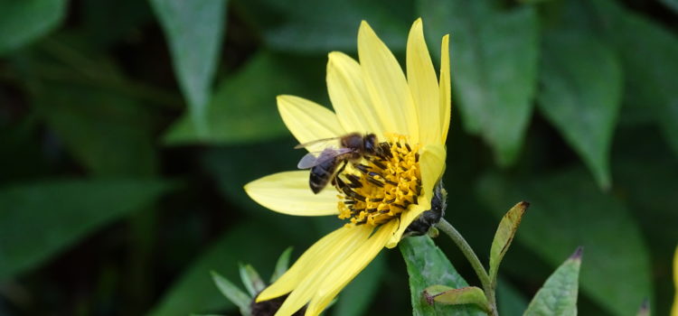 Honeybee Foraging on a Cone Flower