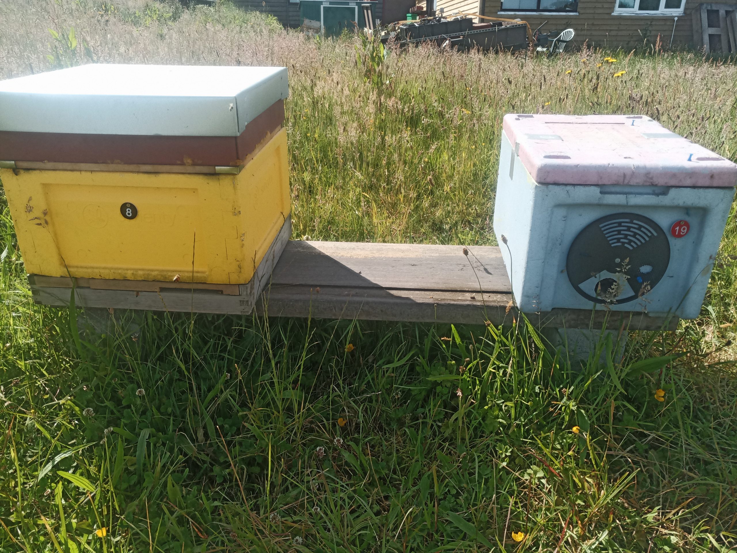 Poly Beehive and Poly Nuc side by side