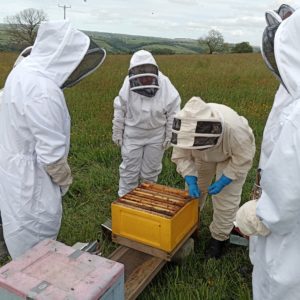 Beekeeping Courses
