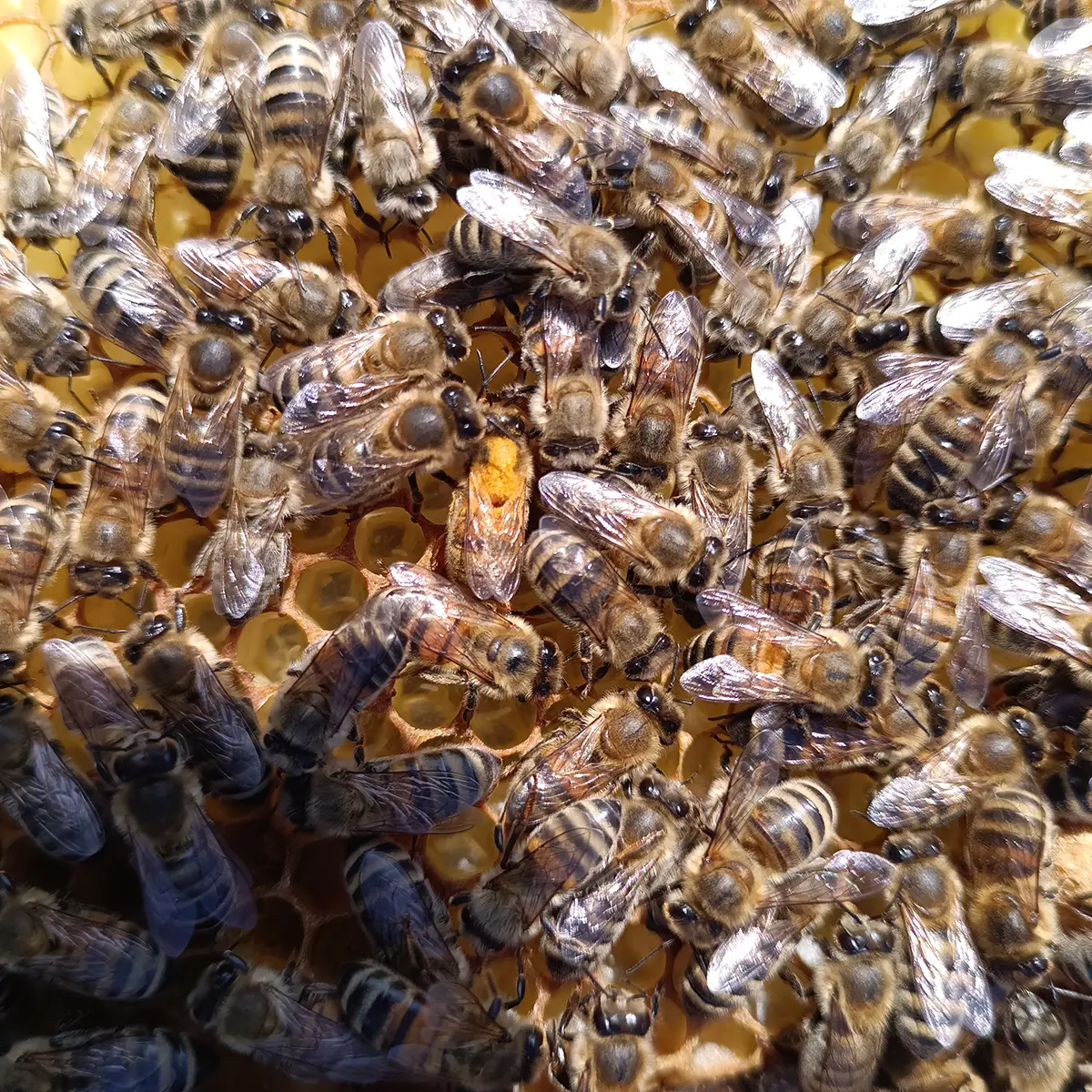 Beekeeping Experience - Image 5