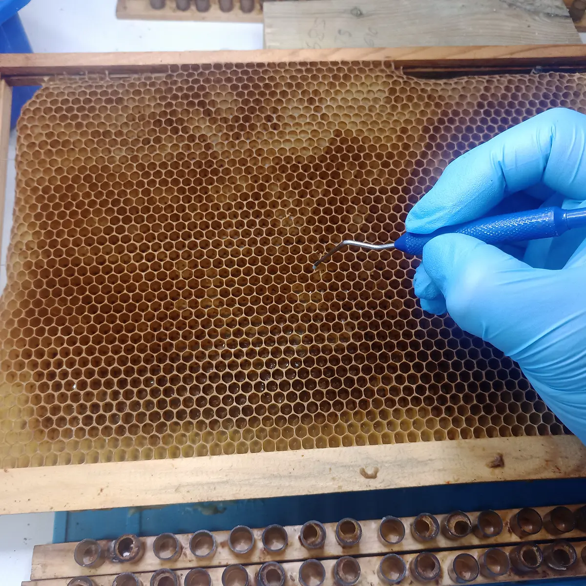 Queen Rearing Course - Image 3