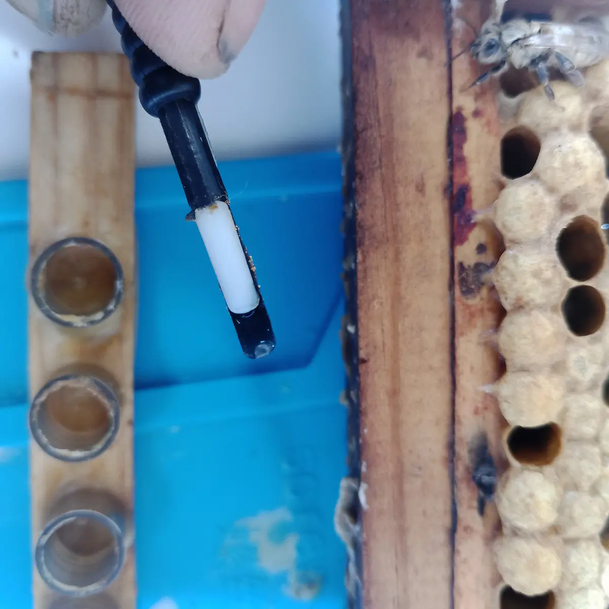 Queen Rearing Course - Image 2