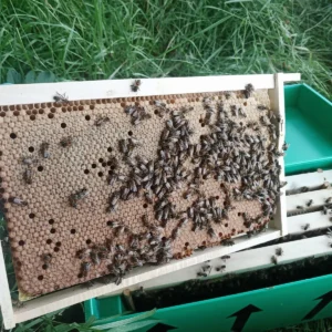 BS National Nucleus Colony