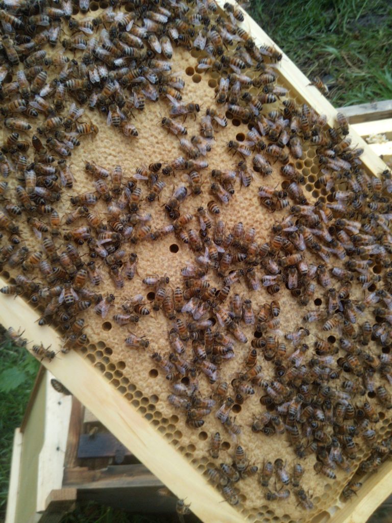 Brood Frame of Worker Bees