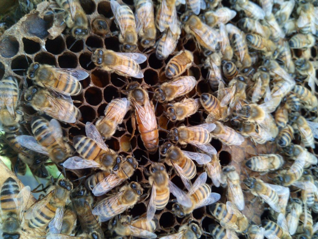 Honeybee Queen surrounded by attendants hard at work in the hive