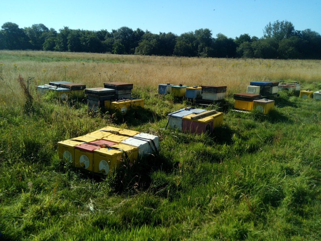 Mating Apiary for Raising Queens and Hives