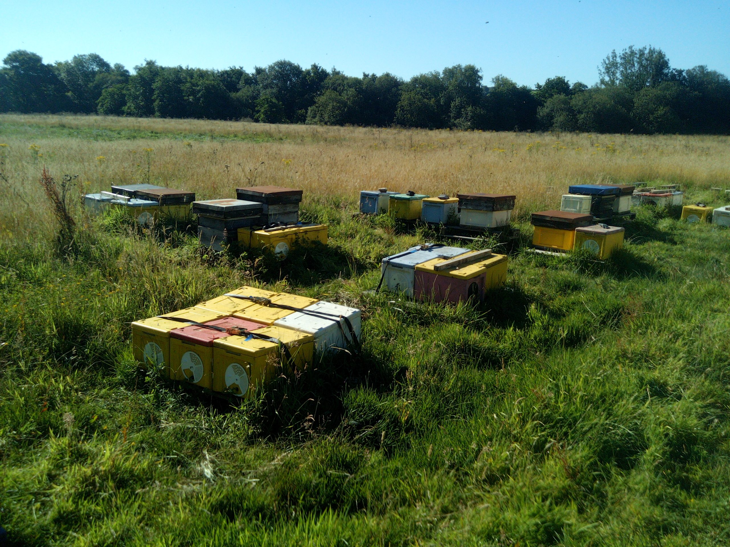 Mating Apiary for Raising Queens and Hives