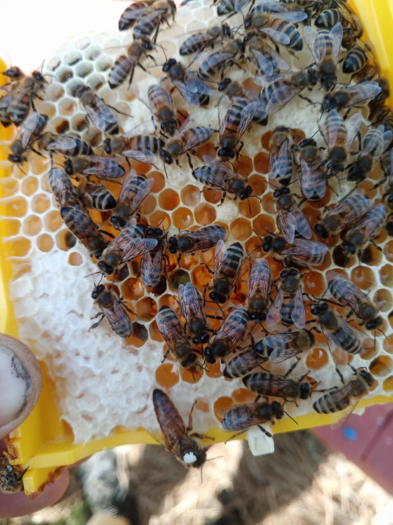 Mating Hive Frame With Queen and Bees