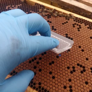 Queen Breeding - Selection & Testing