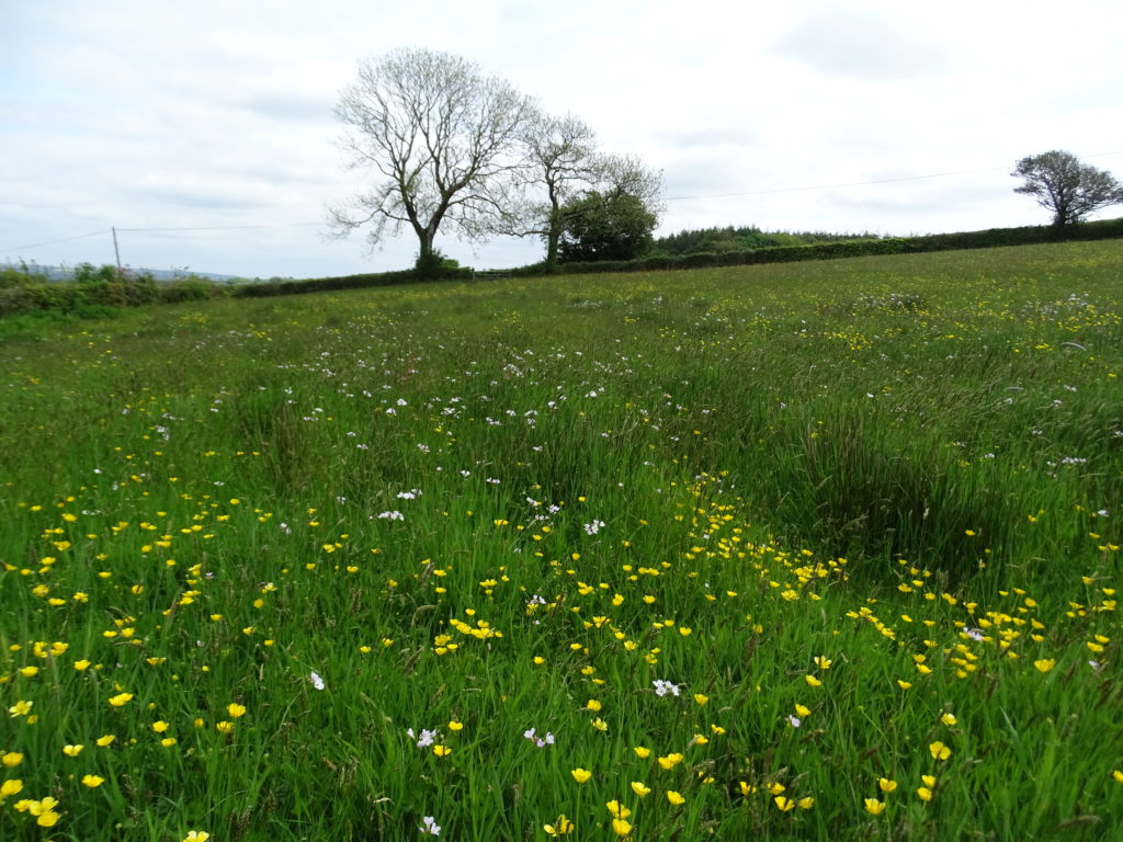 A gorgeous meadow with a variety of grasses and wildflowers teaming with wildlife 