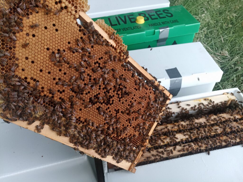 Overwintered Langstroth Nucleus Colony Bees