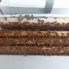 Langstroth Nuc