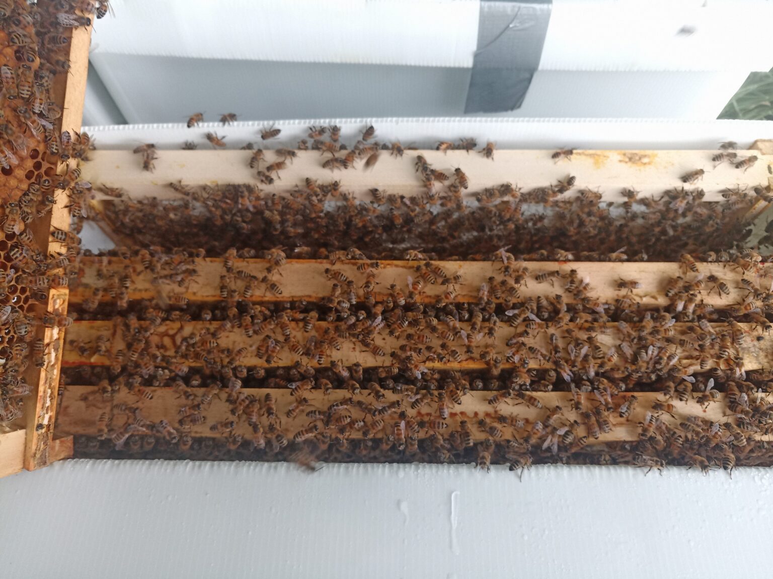 Overwintered Langstroth Nucleus Colony Bees