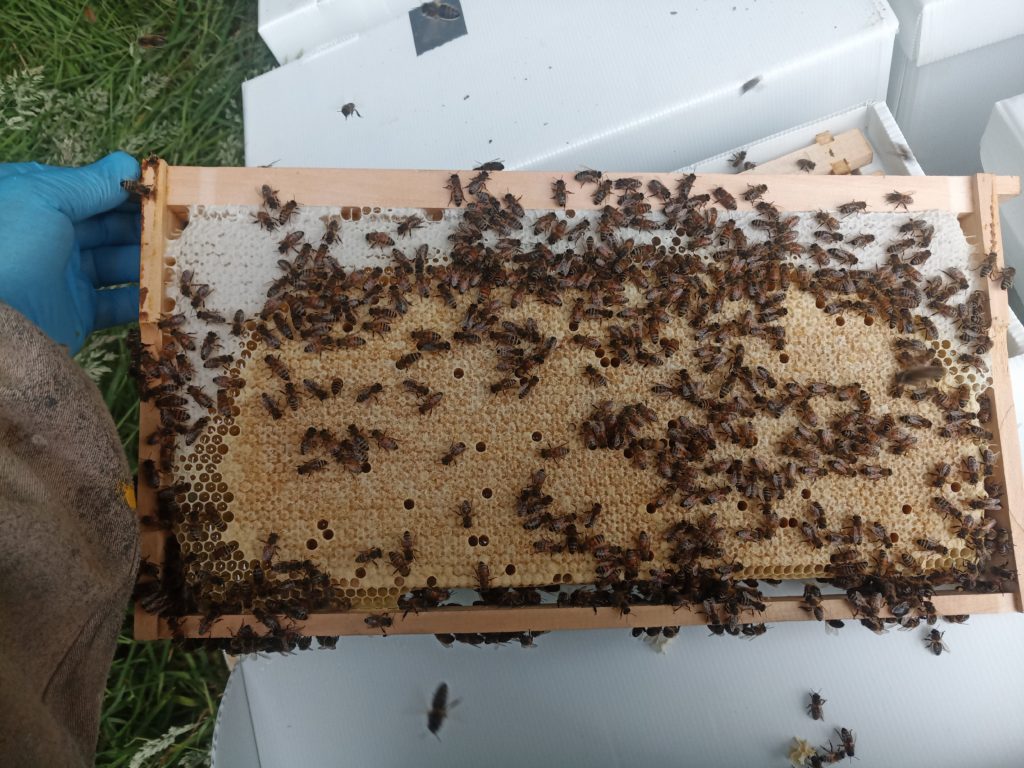 Overwintered Langstroth Nucleus Colony - Bishops Bees