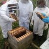 Managing hive practical beekeeping course for beekeepers.