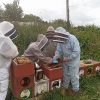 Managing hive practical beekeeping course for beekeepers.