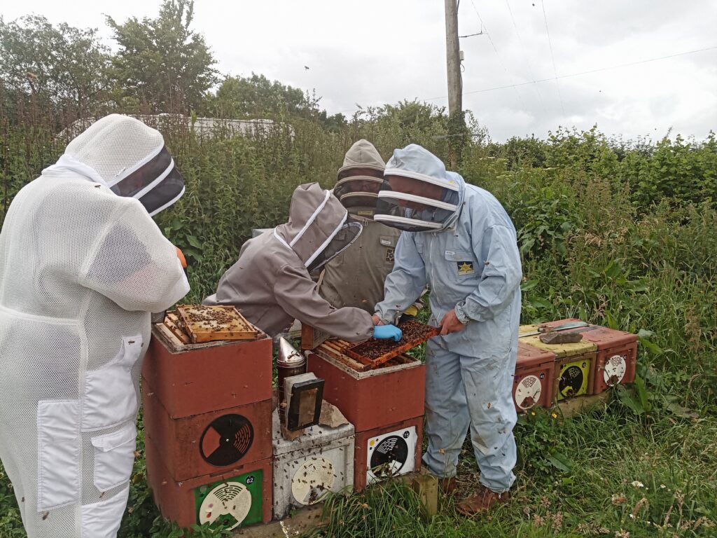 Learning from real beekeeping
