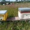 Managing hive practical beekeeping course for beekeepers.