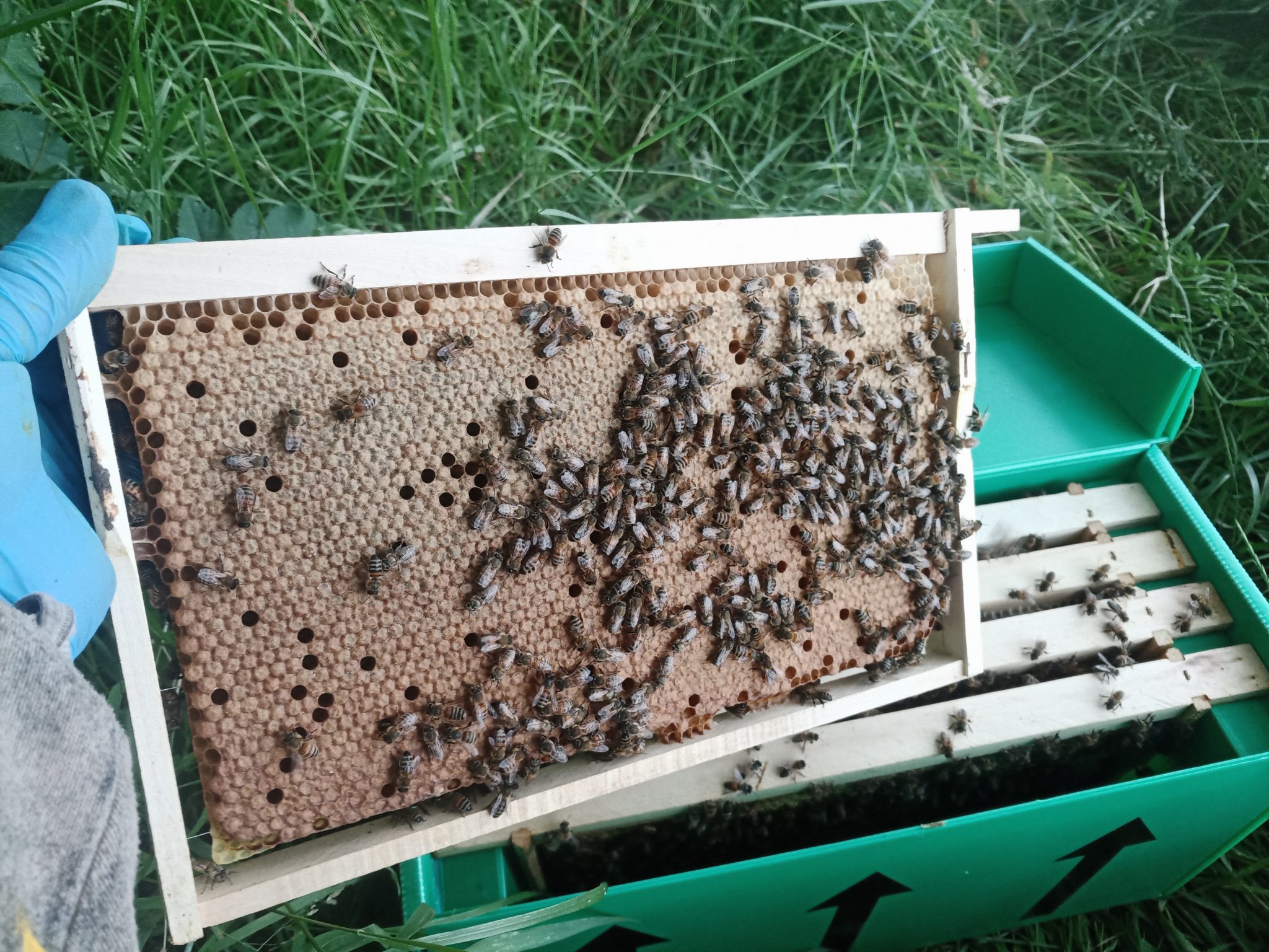 Overwintered BS National Nucleus Colony - Bishops Bees