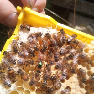 Bishops Bee's own honeymaker queen busy at work. Bred here in the UK and well adapted to our climate.