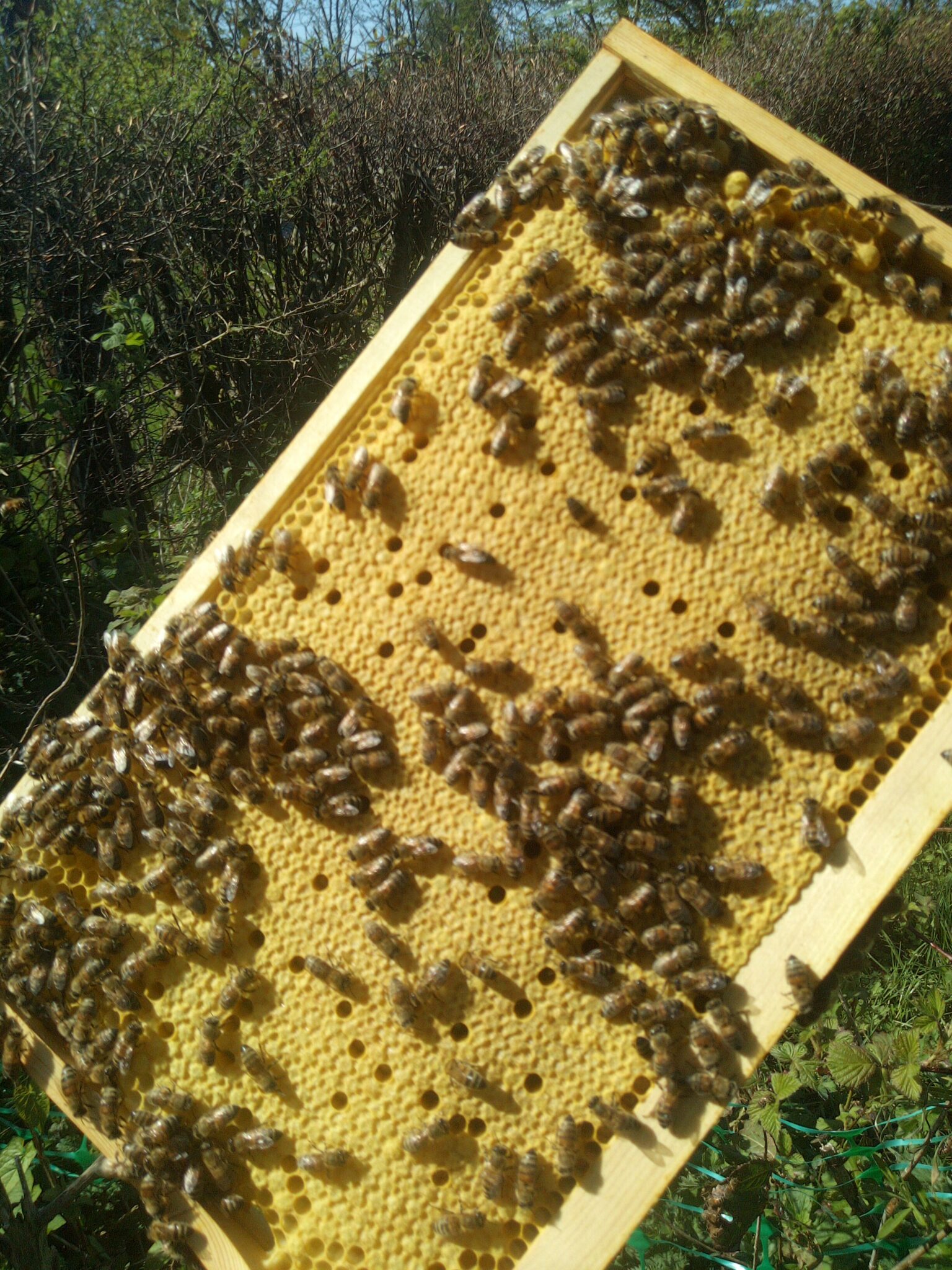 British Bred Buckfast Queen Bees