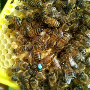 British bred, open mated Buckfast queen from Bishops Bees. Quality breeds productivity.