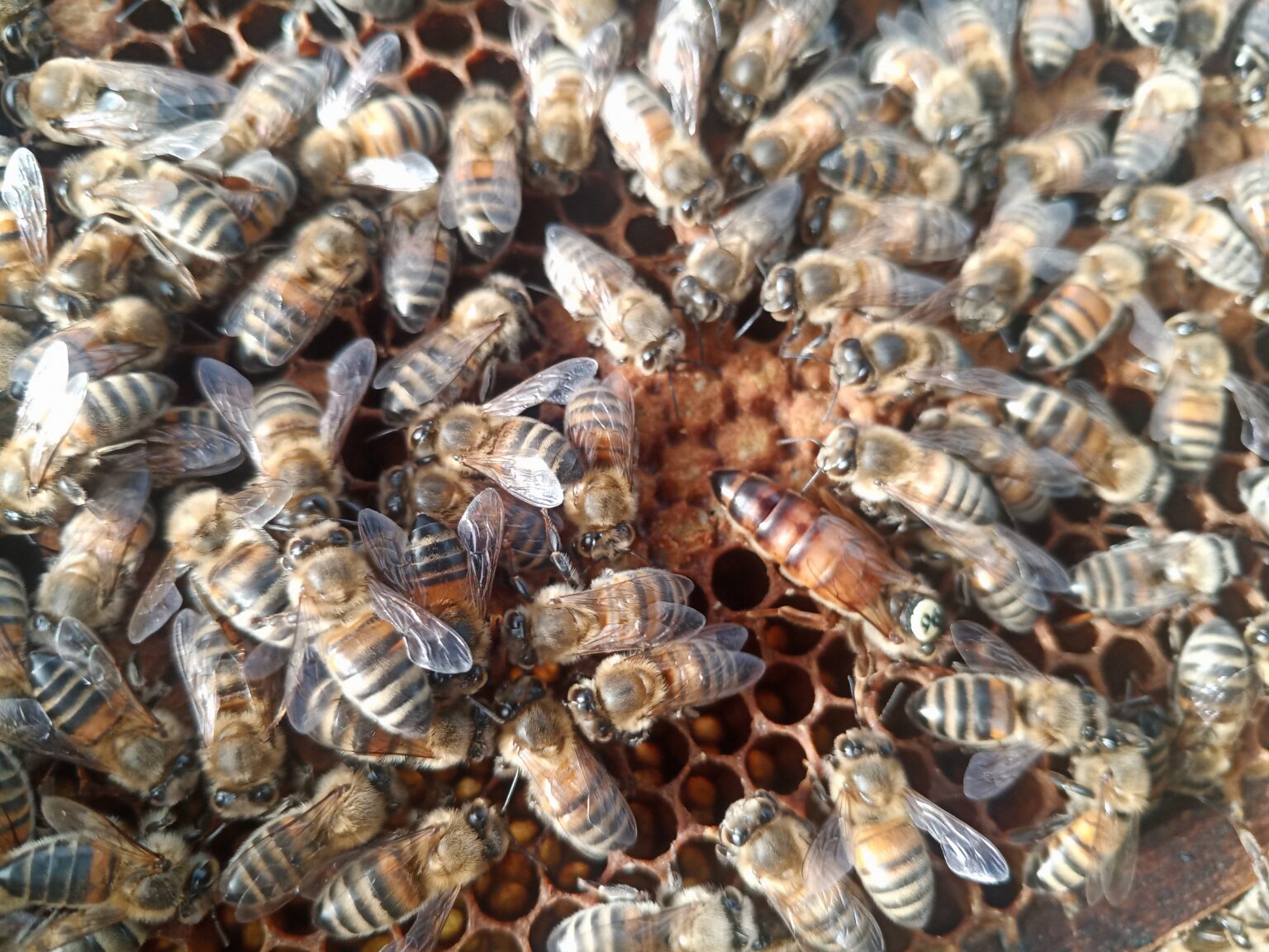 British Bred Buckfast Queen Bees