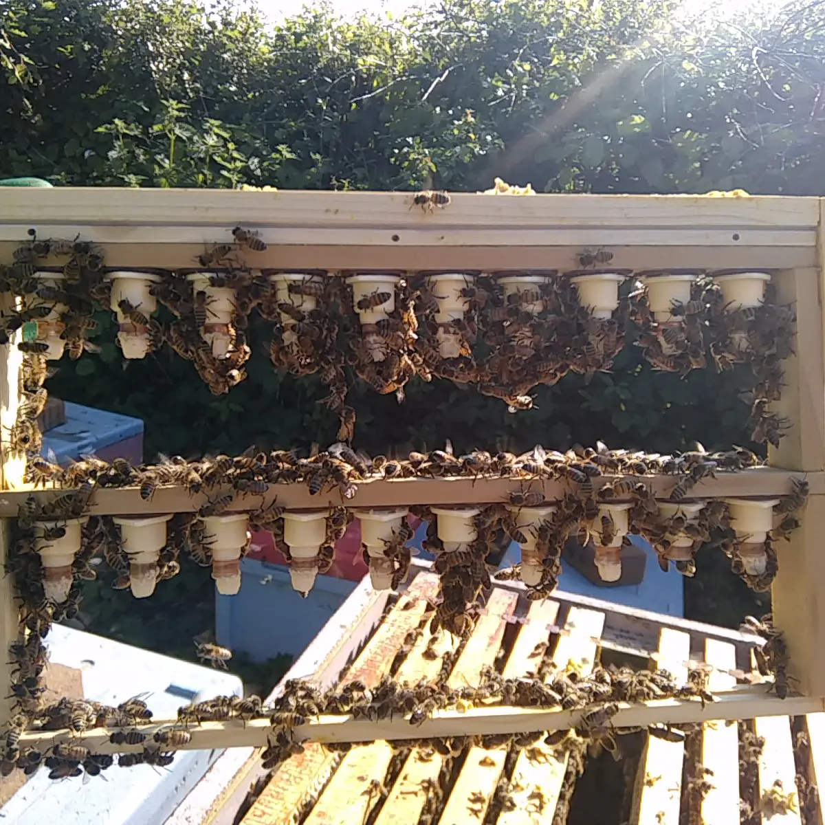 Queen Rearing Course - Image 6