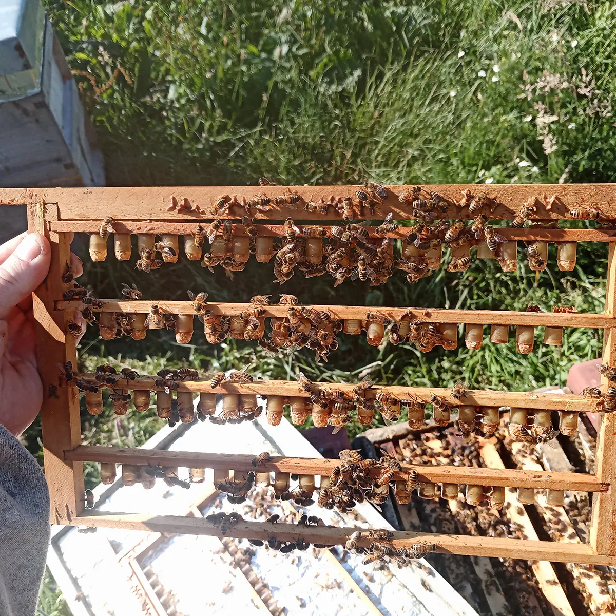 Queen Rearing Course - Image 4